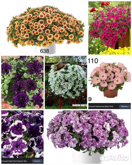 Черенки вегетативной петунии