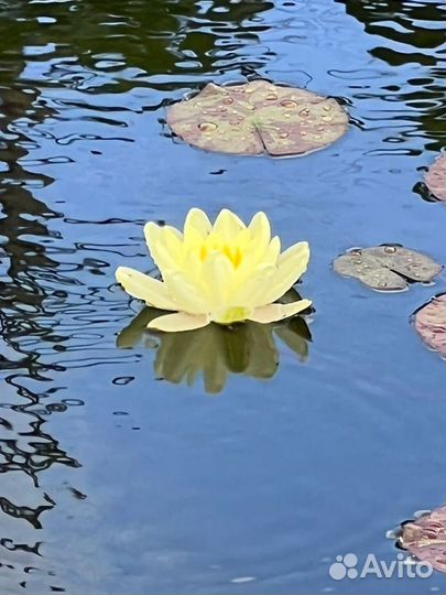 Нимфеи для пруда,водяннные лилии