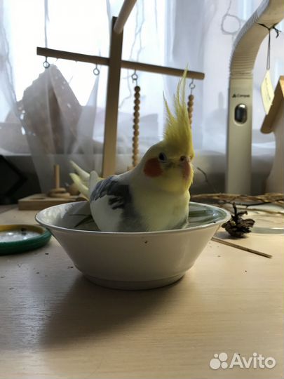 Попугай корелла мальчик (с клеткой)