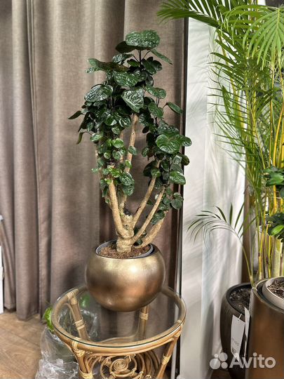 Фикус Полициас Фабиан дерево 110 см