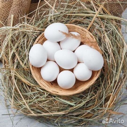 Домашние куриные яйца