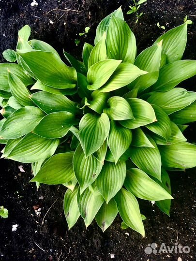 Каменная Роза, хоста