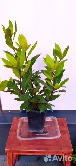 Лавр, Банан, Олива, Мирт, Антуриум Блэк Лав