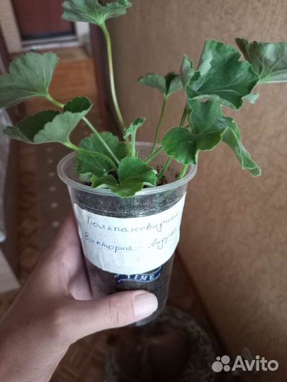 Пеларгония герань тюльпановидная Виктория-Андреа