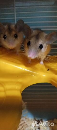 Иглистые мыши