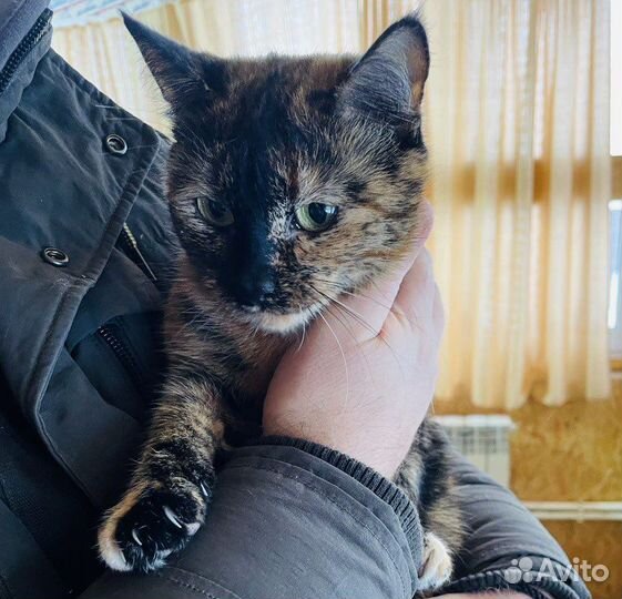 Кошечка в добрые руки
