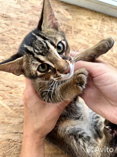 Бенгальские котята (гибриды ф1)