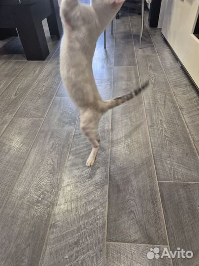 Бенгальские котята серебро