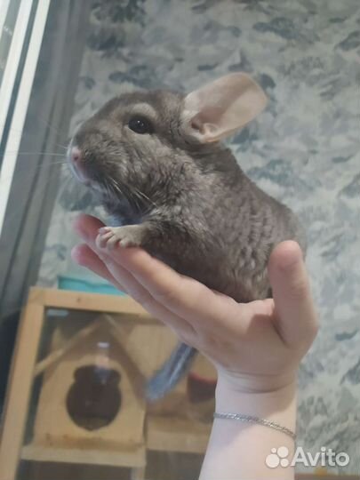 Шиншилла
