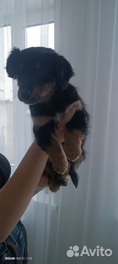 Щенок в добрые руки бесплатно маленькая