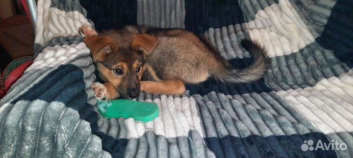 Собака в добрые руки отдам бесплатно