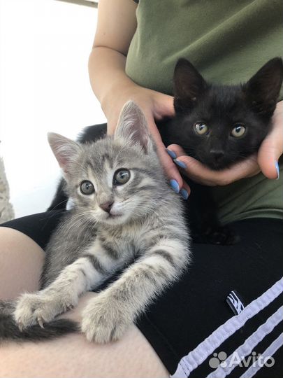 Котята в добрые руки мальчик и девочка