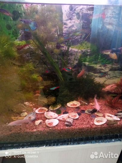 Аквариумные рыбки