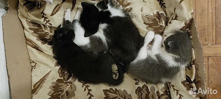 Котята в добрые руки даром бесплатно