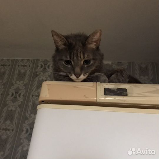 Стерилизованная кошечка Маргошечка