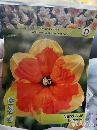 Нарцисс в ассортименте
