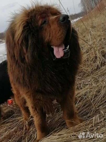 Тибетский мастиф