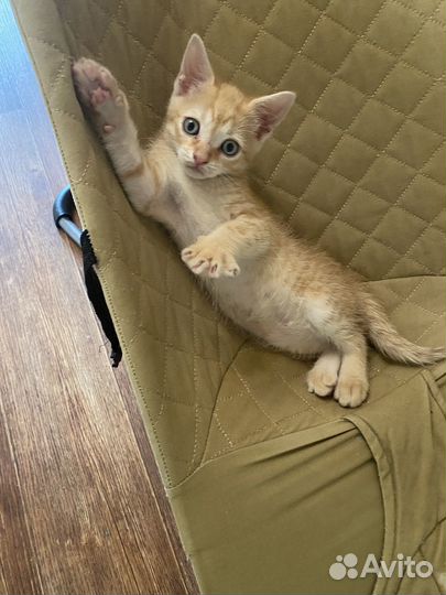 Сибирская кошка