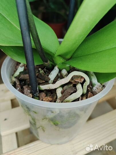 Орхидея фаленопсис биг лип