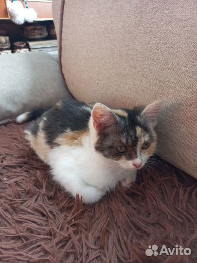 Отдам в добрые руки кошку