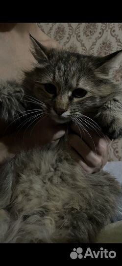 Кошка мейкун