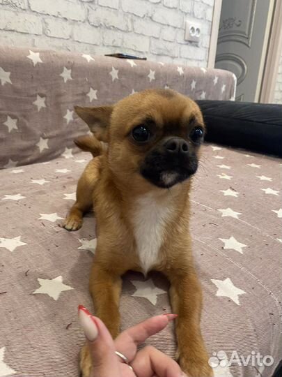 Чихуахуа кабель мини вязка