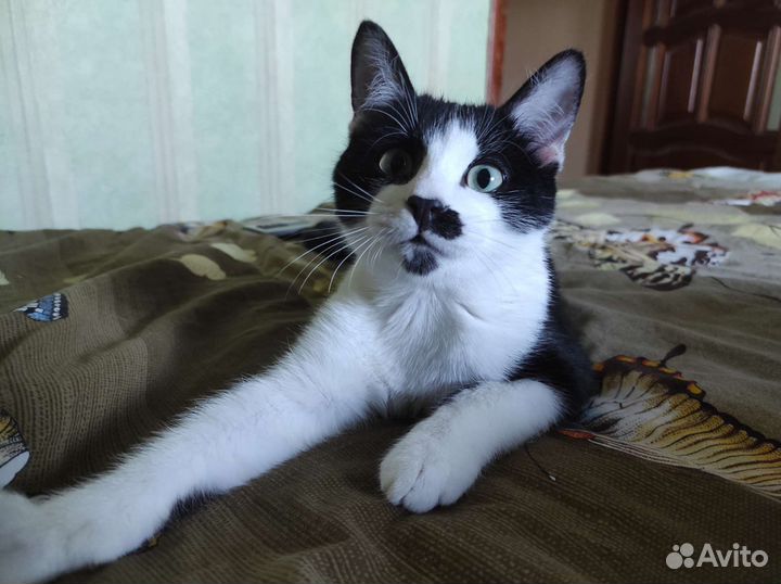 Котик подросток