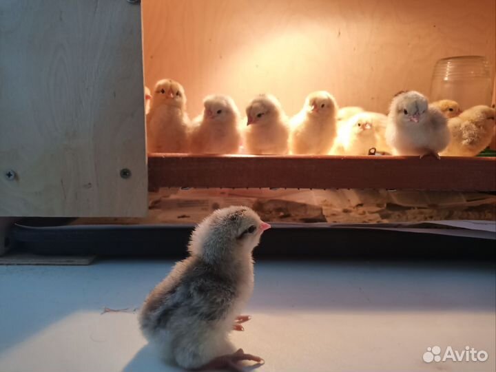 Проведу инкубацию