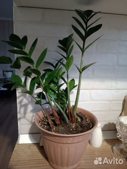 Замиокулькас