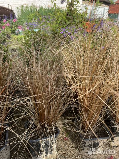 Осока медная