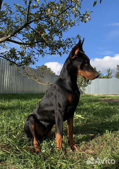 Щенки добермана