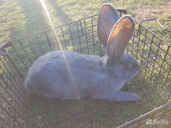 Бельгийские Великаны (Фландр)