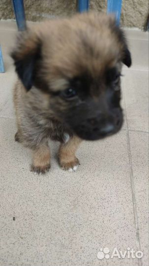 Щенок в добрые руки