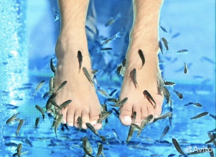 Администратор Фиш Спа в Термоленд