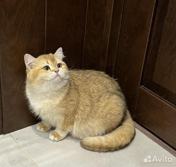 Британская шиншилла девочка