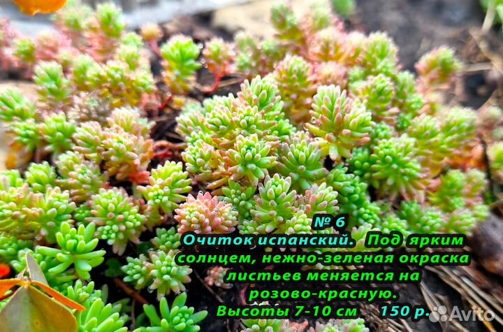 Цветы многолетние, почвопокровные,Овсец,гвоздика