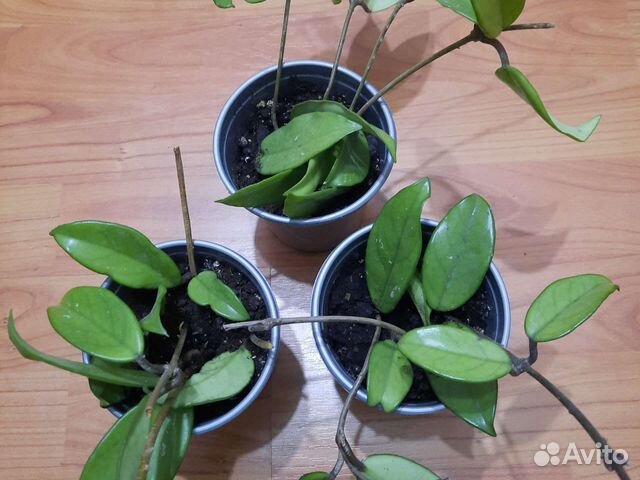 Хойя карноза