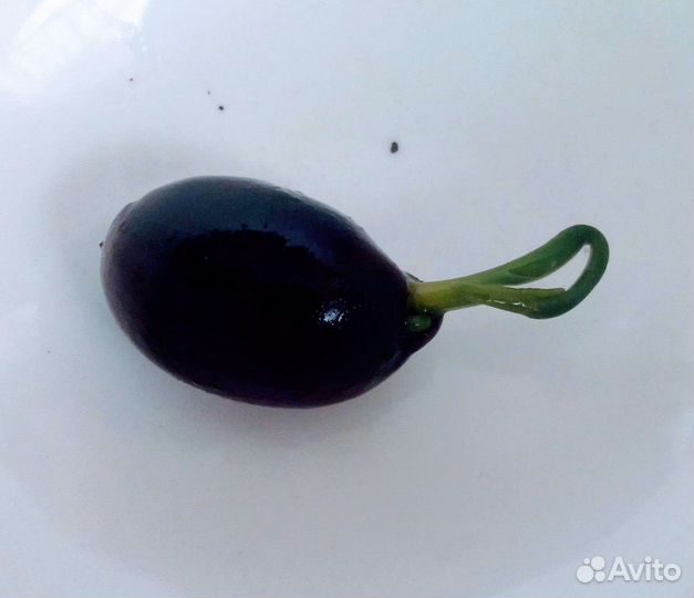 Лотос Комарова (семена)