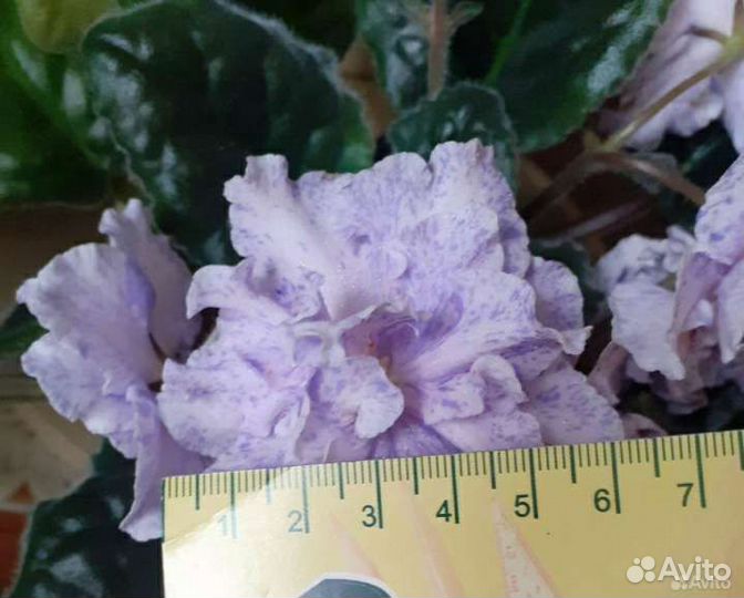 Антуриум, глоксиния, фиалка