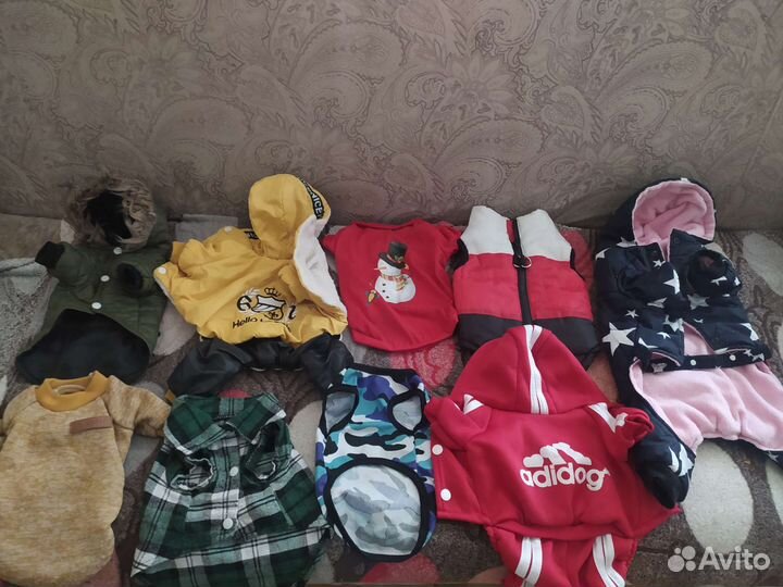 Вещи на собаку йорк