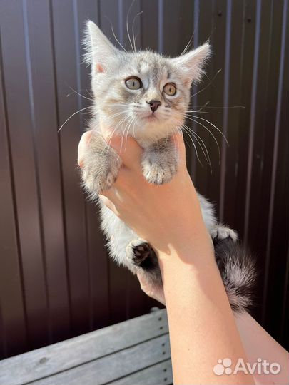 Серый полосатый котенок 2 мес.в добрые руки