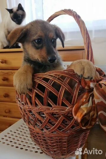 Собака в добрые руки