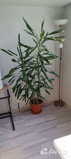 Драцена душистая