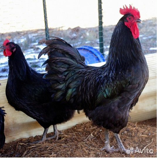 Петух Джерси