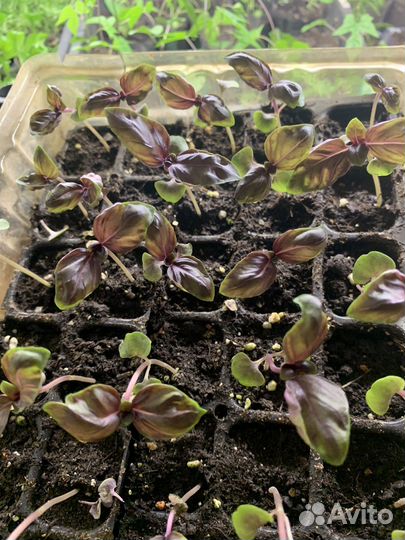 Рассада базилик