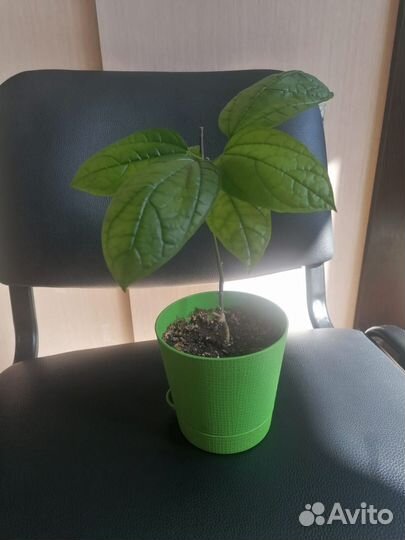 Клеродендрум Томпсана