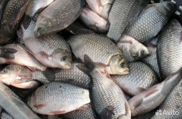 Живая рыба карась