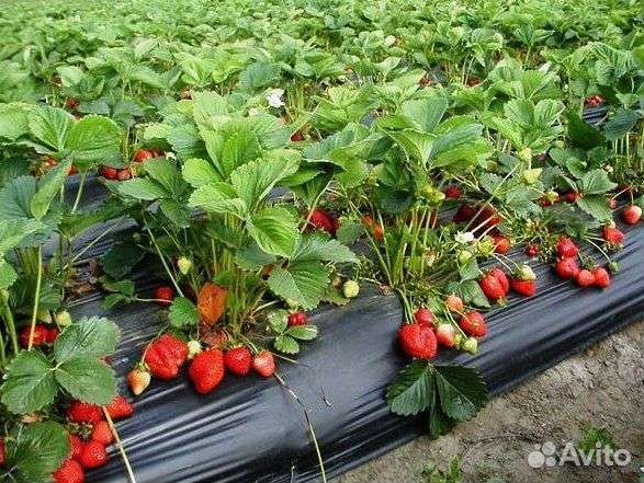 Саженцы клубники