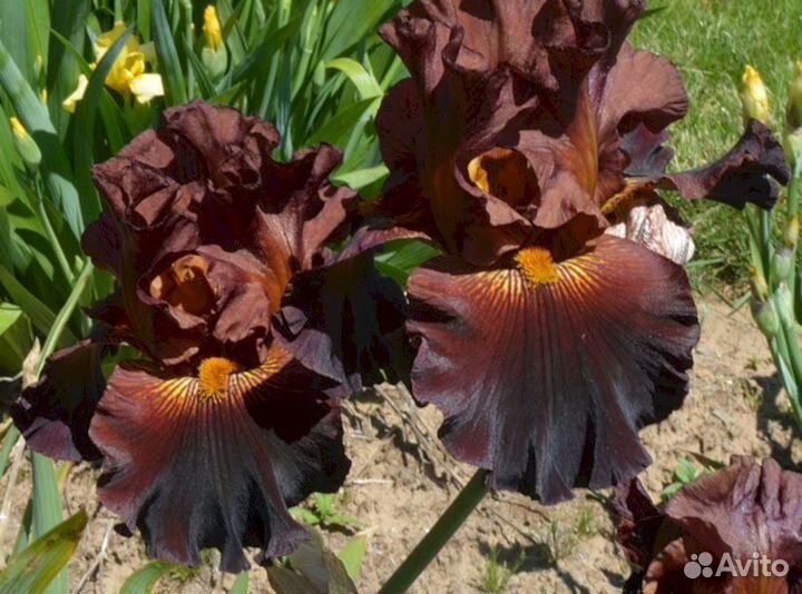 Ирисы Сибирский вишнево-коричневый