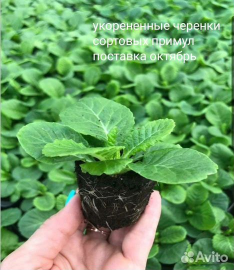 Примулы махровые